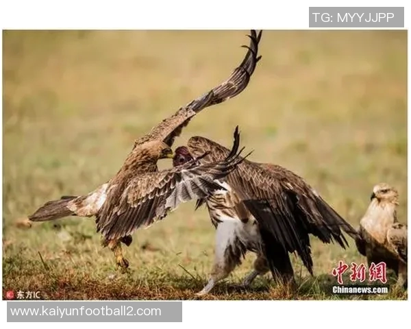 多特高层称赞裁判组对法鹰之战的艰难与越位争议进行分析